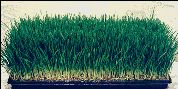 Full tray of Wheat Grass