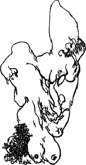 This is another by Austin Osman Spare, formed this time in an abstract of female primary and secondary sexual attributes in contrast to the male elements in the first. There is a large face suggested in the drawing, to the right and center.